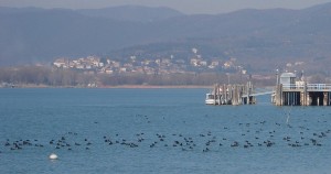 Un véritable banc de poules d'eau. A droite, le pontile de l'Isola Maggiore et un traghetto. A l'arrière-plan, Tuoro-sul-Trasimeno..