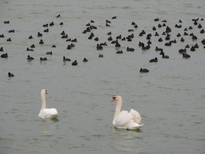 Une vue rapprochée des "bergers" !