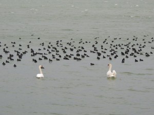 Ne dirait-on pas que les deux cygnes jouent le rôle de bergers du "troupeau" ?