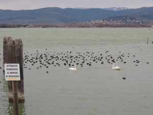 Deuxième partie du banc de poules d'eau, plus proche cette fois de l'extrémité du débarcadère.