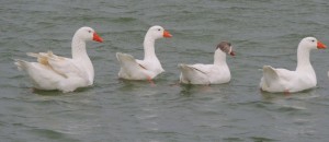 ...tout en restant bien groupées...