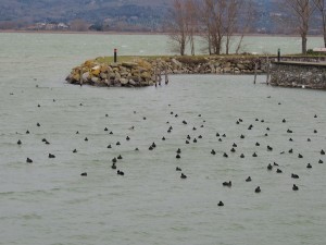 Une partie des poules d'eau face au petit chenal de la seconde darsena.