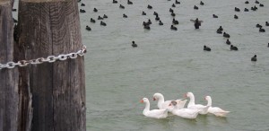 Les oies font un peu bande à part.