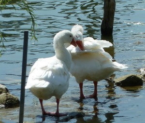 Deux oies lors de leurs ablutions.