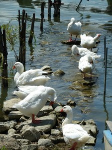 Les oies s'ébrouent entre la darsena et le débarcadère de l'Isola Maggiore.