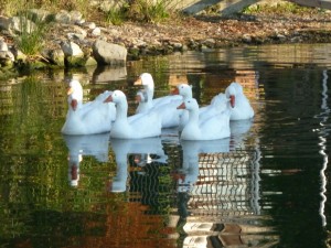 La petite toupe d'oies - Photo prise dans notre darsena privée le 20/11/2011.