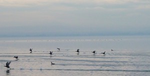 Les poules d'eau fuient à la moindre menace en "marchant" sur l'eau.