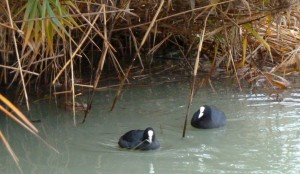 Elles nichent dans des feuillages au bord de l'eau.