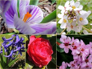 Les fleurs du jour...