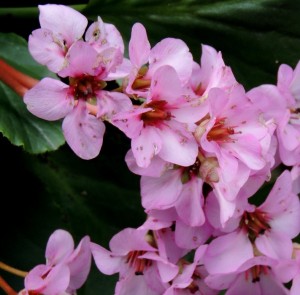 Bergenia.
