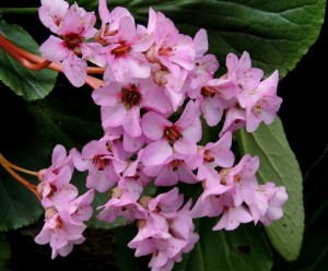 Bergenia.