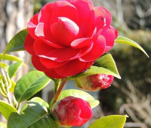 Camelias.
