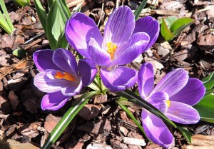Crocus.