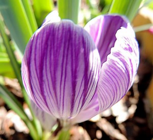 Crocus.