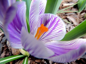 Crocus.