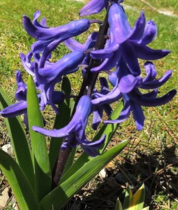 Jacinthe de Hollande.