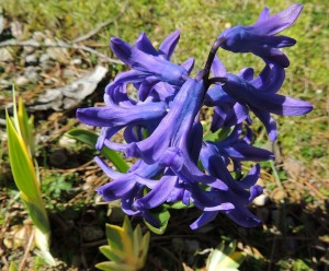 Jacinthe de Hollande.