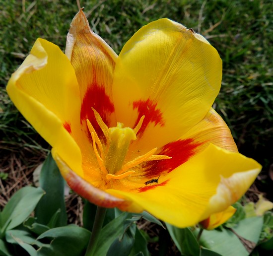 Le printemps, retour de l'éclat des couleurs, de l'énergie de la lumière, de l'effervescence de la vie.