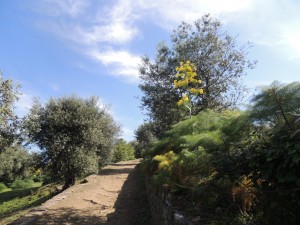 Parte superiore della via di San Michele Arcangelo - 09/05/2013