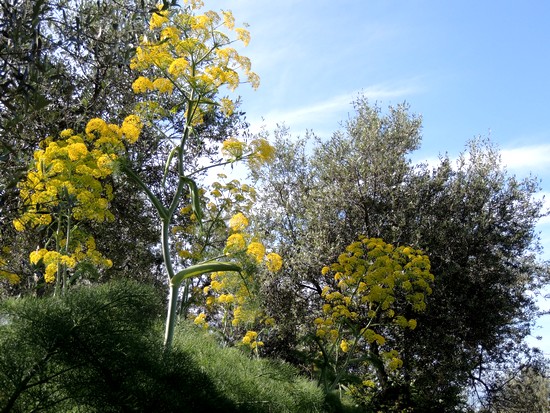 L'oro dei finocchiacci dell'Isola Maggiore (via di San Michele Arcangelo) - 09/05/2013.