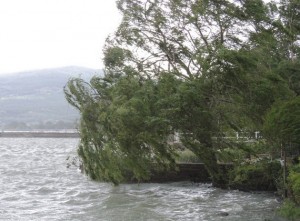 Le saule-pleureur de notre ami et voisin, Umberto, témoigne sans peine de la violence du vent alors même qu’il n’était pas encore à son maximum.