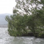 Le saule-pleureur de notre ami et voisin, Umberto, témoigne sans peine de la violence du vent alors même qu’il n’était pas encore à son maximum.