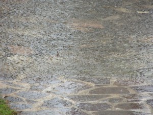 Notre jardin. - Il nostro giardino.