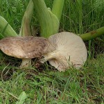 Cliquez sur cette photo pour obtenir son agrandissement !