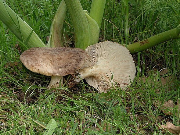 Un champignon sauvage de l'Isola Maggiore (Lac Trasimène).
