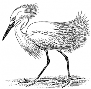 Une aigrette - Pearson Scott Foresman.