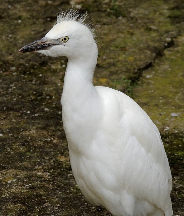 Jeune aigrette tranquillement en balade dans la via Guglielmi.
