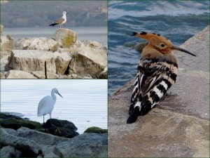 A gauche, unormoran (en haut, un héron (en bas); à droite, une huppe fasciée.