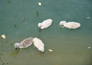 Ovviamente il cibo sembra dato con abbondanza a Passignano   -   Foto di Umberto Chiappafreddo, 30/05/2013.