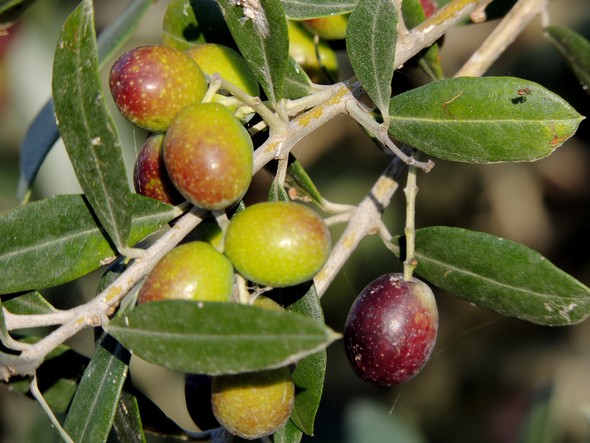 Una foto del album "Prove fotografiche" della mia galleria Flickr.