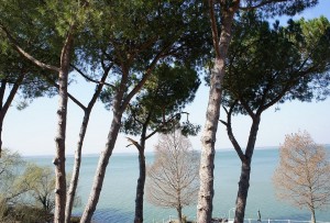 A l'avant-plan, nos hauts pins parasols, en arrière-plan deus de nos pins du Mississipi, encore dépouillés de leurs aiguilles. Nous sommes ici en mars 2012.