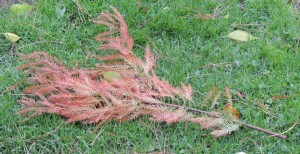 Voire de simples petits rameaux.