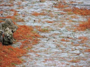 Les aiguilles des pins du Mississipi envahissent le jardin et lui donne des éclats de feu.