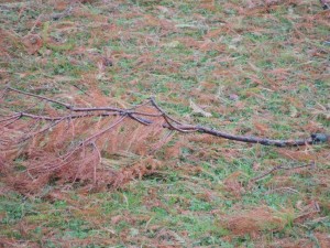 Seulement la chute de quelques petites branches.