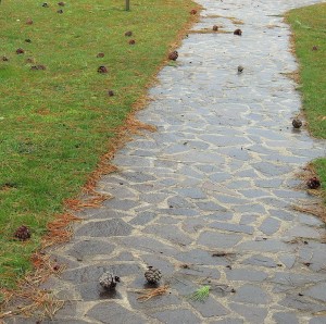 Les pommes de pin parsèment la belle allée du jardin menant au Trasimène...