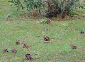 ... elles jonchent également nos pelouses...