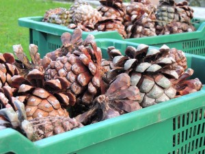 Les pommes de pin furent sèchement ramener à la raison et... encagées !