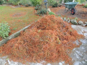 Les aiguilles de pin furent impitoyabelement regroupées en de funestes tas condamnés au bûcher...