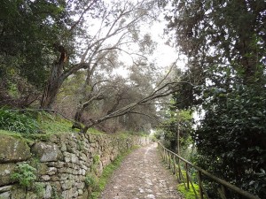 Chute d'une grosse branche d'un petit arbre dans la montée de la <strong>Via Tre Martiri</strong> (<em>notre rue</em>).