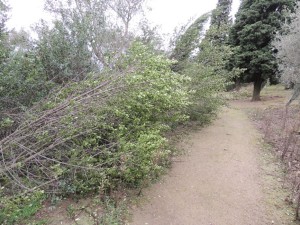 D'autres plantes furent renversées sans ménagement.