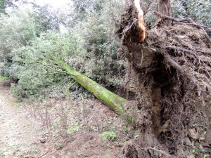 Déracinement brutal d'un arbre pourtant imposant.