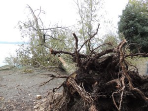 A l'Esplanade de San Francesco, un des déracinements d'arbre des plus spectaculaires.