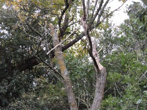 Mais ce ne fut pas le seul dégât à l'Esplanade de San Francesco...
