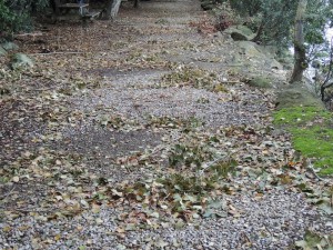 Un champ de bataille abandonné... innombrables débris de branchages... feuilles mortes...
