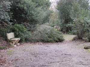 Branches renversées...