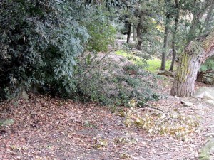 Branches renversées...